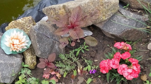 Zsiga Tünde kertje 05